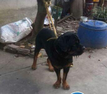羅威納犬竄進工廠嚇壞工作人員 望主人領回家