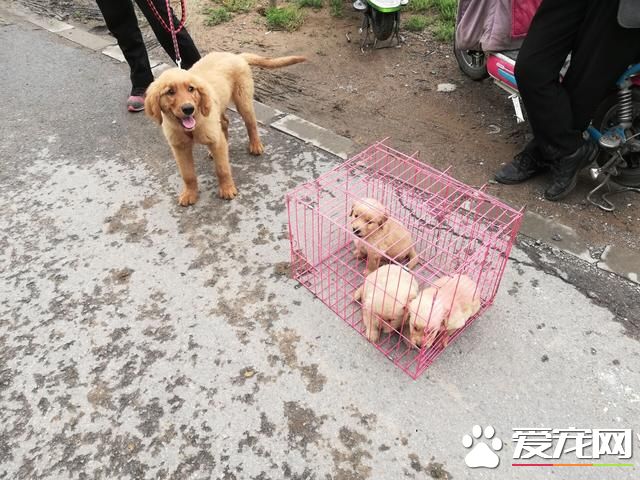 德州寵物大集場走一圈，誰能告訴最后圖片中狗是什么品種？