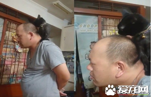 黑<a href=/zhonglei/mao/ target=_blank class=infotextkey>貓</a>超愛爸爸 跳到人家肩膀上舔頭頂不停撒嬌