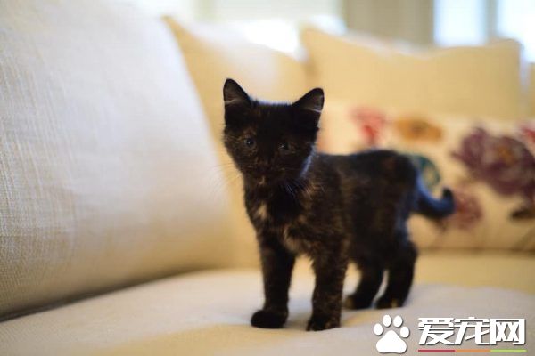 太會挑貓奴了! 小浪貓迷路闖進州長官邸被收編
