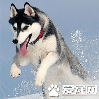 狗狗智商排行榜，你家狗狗排第幾？