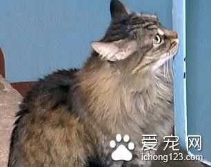 3個月大嬰兒被遺棄 若不是這只貓咪就悲劇了