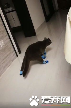 喵星人穿上襪子后忘了要如何走路 瞬間變樹懶