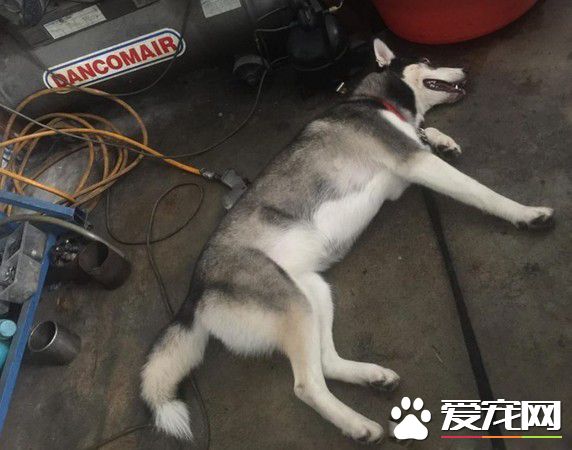 汪自動進店吹冷氣 怎么拖都一臉我不走的大爺臉