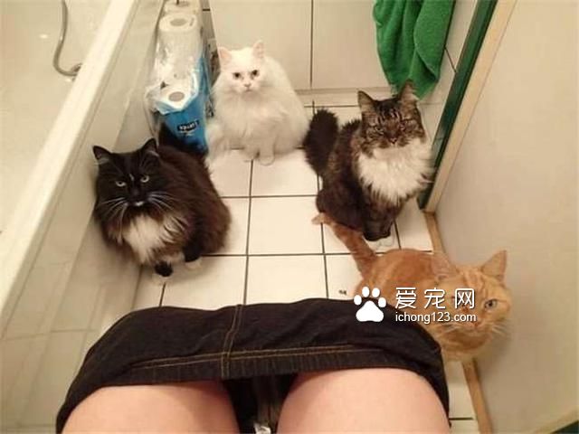有天家里多了沒見過的生物，貓咪軍團全部出動圍觀模樣讓我笑慘了