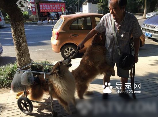 狗狗中風 老人不離不棄每天小推車拉出來遛彎