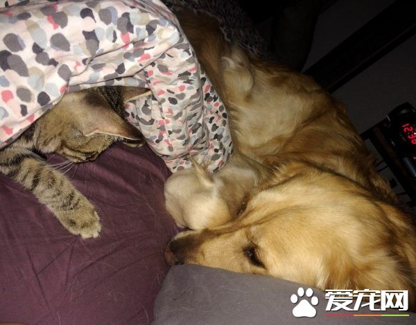 痛失好友的黃金獵犬 緣分讓他撿到另一個孤單的靈魂