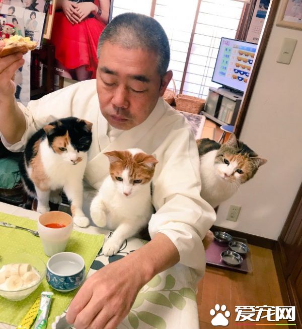 吃個飯壓力好大！日本住持每天被愛貓包圍