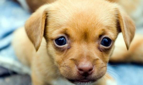 被幼犬牙齒劃傷沒出血