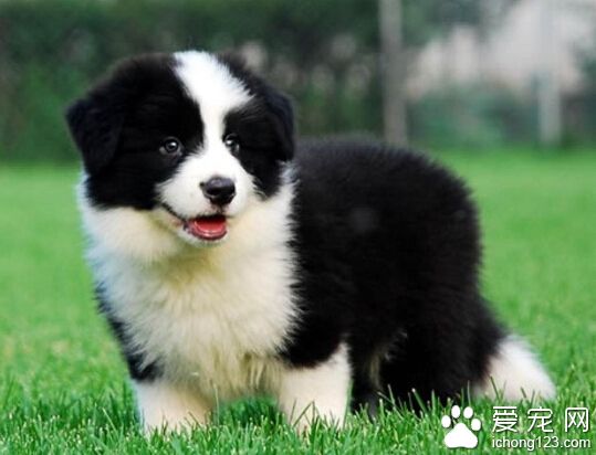 網上買邊境牧羊犬 結果一場空