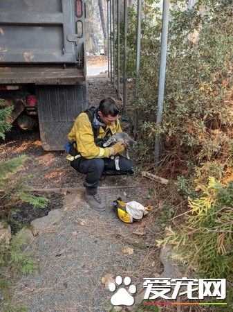森林大火小貓死里逃生 得消防員解救瞬間成好朋友