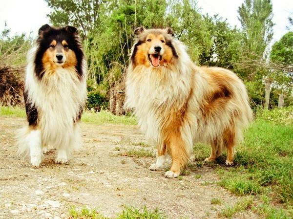 狗狗得犬瘟的初期癥狀