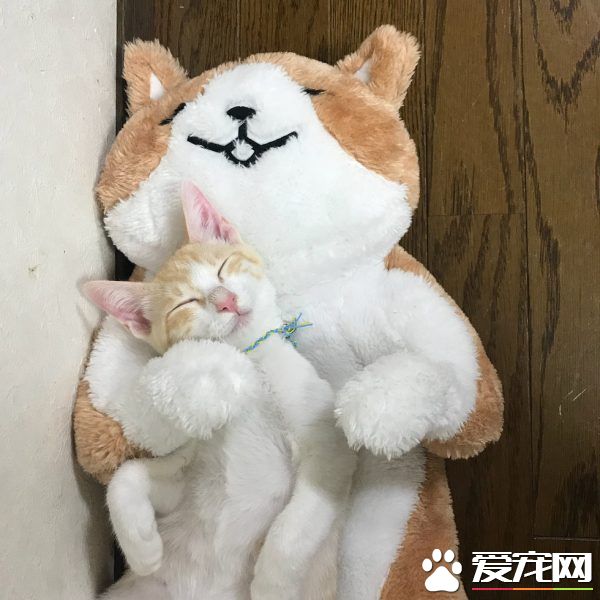孤兒貓超愛它的布偶貓媽媽 給了它們安全感和溫暖