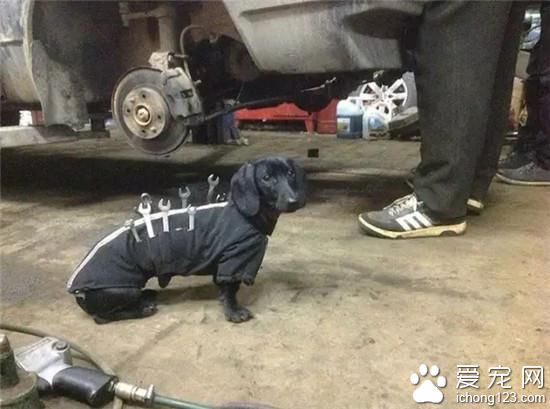 狗狗都入職了 再不努力連<a href=/ target=_blank class=infotextkey>寵物</a>都趕不上了
