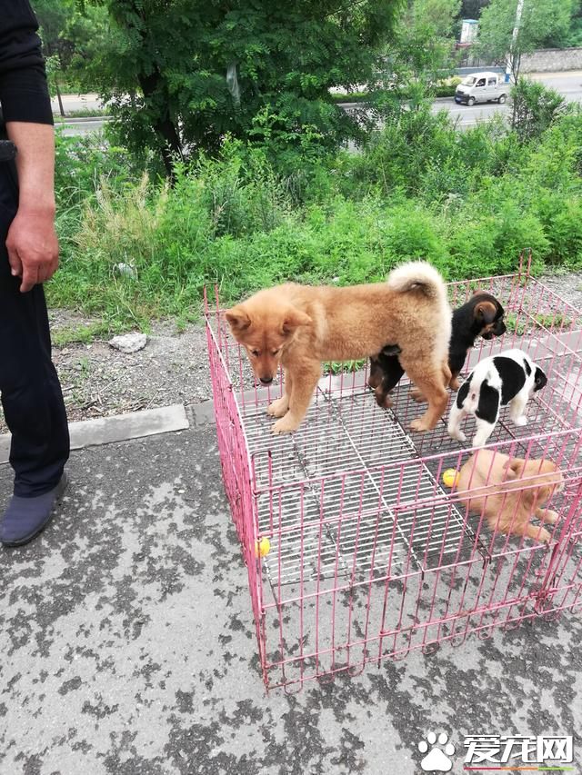 德州寵物大集場走一圈，誰能告訴最后圖片中狗是什么品種？