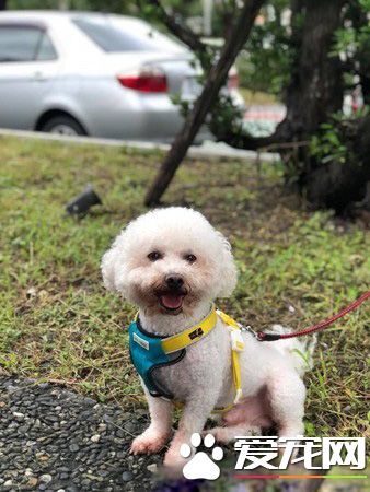 未牽繩柴犬咬傷比熊 柴飼主無歉意嗆說畜牲都這樣