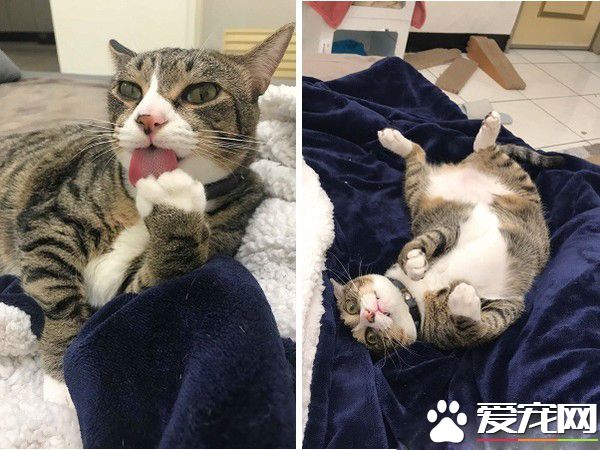 貓哥打呵欠弟弟伸出肉球 狠狠塞進哥哥嘴巴里