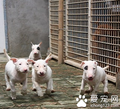 寵物市場狗糧倉庫失火原因不明 火勢嚴重估算損失三四十萬