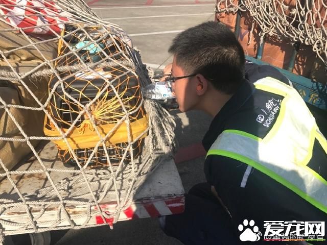 寵物狗陽臺死亡？背后原因是許多鏟屎官都會犯的錯誤