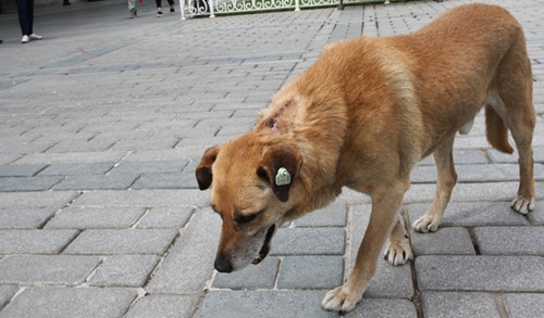 臺灣狗醫生陪伴流浪犬 幫狗狗找到溫暖的家