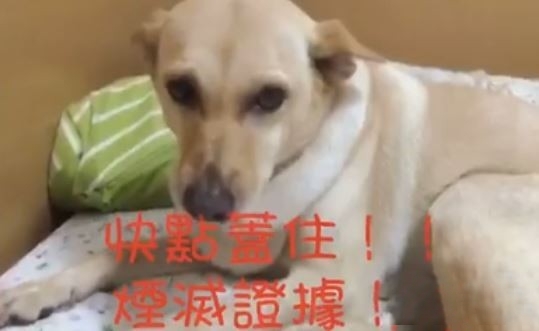 傻眼！狗狗尿床怕挨罵  直接用屁股毀滅證據