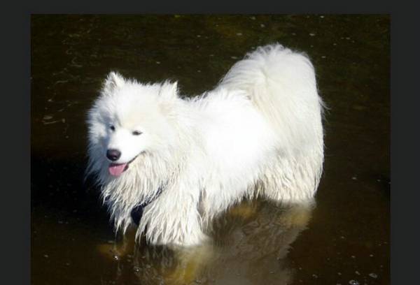 母犬懷孕有什么癥狀