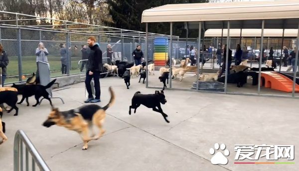 紐約導盲犬學校火警訓練 174只狗狗順利清空