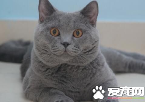 十大最受歡迎的寵物貓品種排行榜