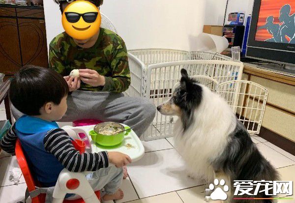 暖汪發現弟弟被罰站 便情義相挺地進去陪伴