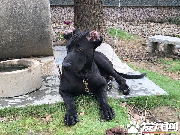 高山犬叼大魚上岸想幫自己加菜 可愛模樣笑翻網友