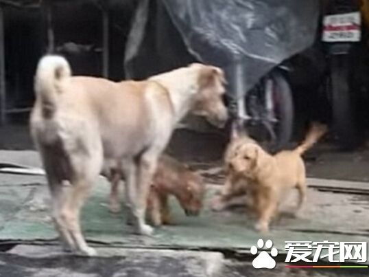 有雞腿不吃 流浪狗帶回家喂小狗