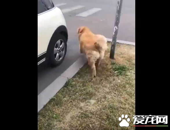 胖胖毛小孩超可愛   可愛的同時不能忘記健康隱患