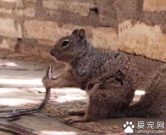 食物鏈反轉 美國上演松鼠啃食蛇罕見現象