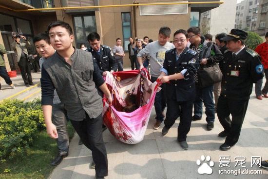 被藏獒咬傷致八級殘廢賠23萬 藏獒死亡卻索賠3000萬