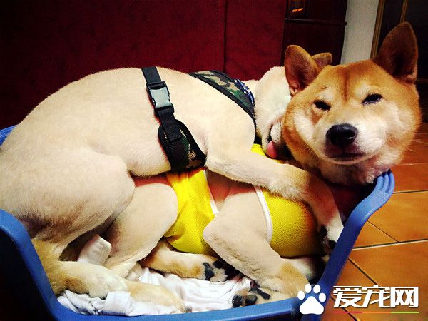 貪吃汪星人超乖巧 下巴靠在桌上癡癡凝望小饅頭