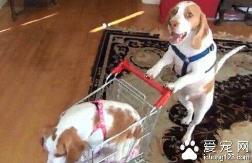 比格犬推購物車載“妹妹”游山玩水 走紅網絡