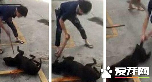 汕頭血腥斗狗 比輸后狗被主人當場摔死