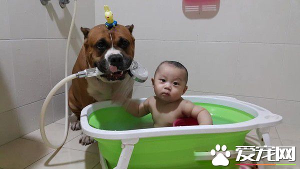 惡霸犬不要抱抱只要球球 逗趣可愛模樣笑翻網友
