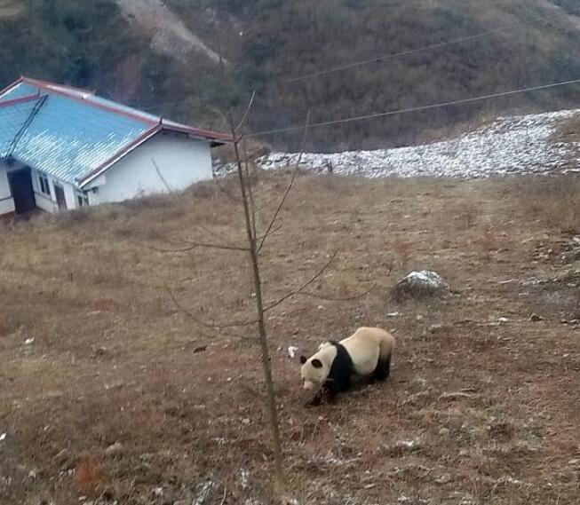 野生熊貓啃食鏡頭 也太可愛了吧