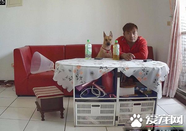 見愛犬豪邁睡姿躺在沙發 忍不住直呼想回家一起躺!