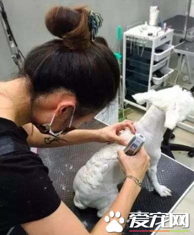 臺灣的這家寵物美容院上了國外新聞，只因有這么個任性的老板