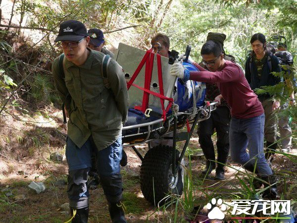 母熊牙疼無法吞食 兩次求救幸被研究人員發現！