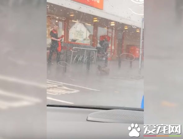 超有愛！狗狗大雨中等主人 好心男子脫外套為狗狗保暖