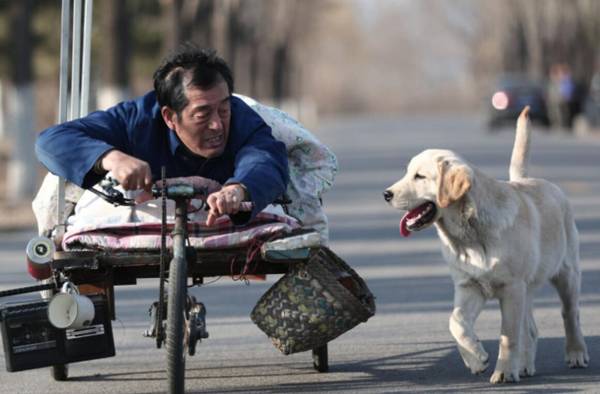 忠愛無言的狗還活著嗎