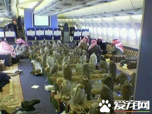 沙國王子出國打獵 買80張機票帶獵鷹一起同行