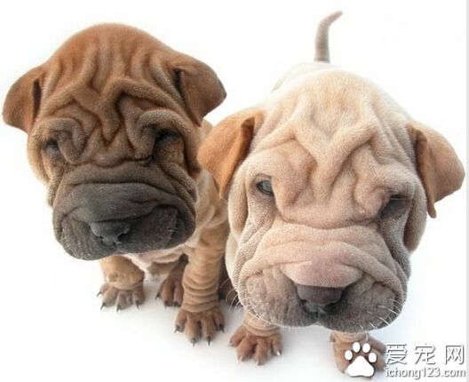 不用牽引惹禍端 沙皮狗咬傷人飼主吃官司