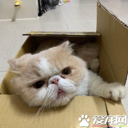 萌喵玩紙箱身軀卡遭關 原來不是頭過身就過