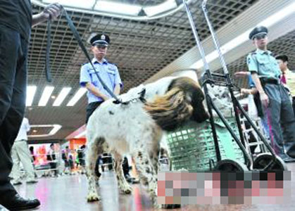 廣州地鐵將派大量警員執勤 動用經過專業訓練的排爆史賓格犬