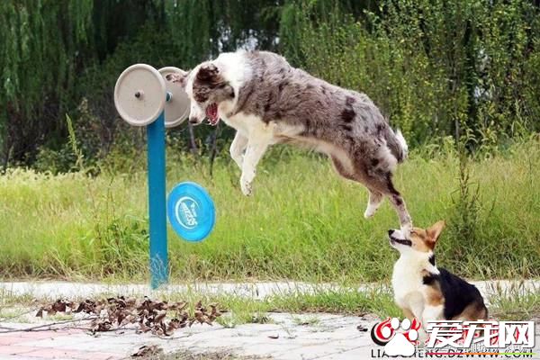 聊城95后夫妻返鄉飼養<a href=/ target=_blank class=infotextkey>寵物</a><a href=/zhonglei/gou/ target=_blank class=infotextkey>狗</a> 年入150余萬助力鄉村振興