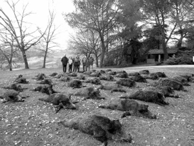 77歲老翁為保護寵物遭到野豬攻擊 被一只重達100公斤的野豬咬死